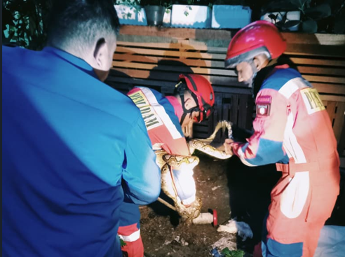 Regu Piket Damkar melaksanakan Giat  Non Kebakaran (Animal Rescue)